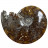 Ammonite cleoniceras  - Madagascar - Pièce unique - 202104_01