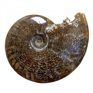 Ammonite cleoniceras - Madagascar - Pièce unique - 202104_02