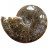 Ammonite cleoniceras  - Madagascar - Pièce unique - 202104_02