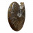 Ammonite cleoniceras  - Madagascar - Pièce unique - 202104_02