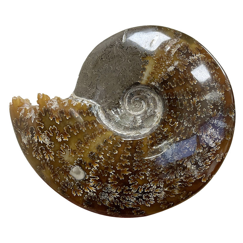 Ammonite cleoniceras  - Madagascar - Pièce unique - 202104_04