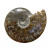 Ammonite cleoniceras  - Madagascar - Pièce unique - 202104_04
