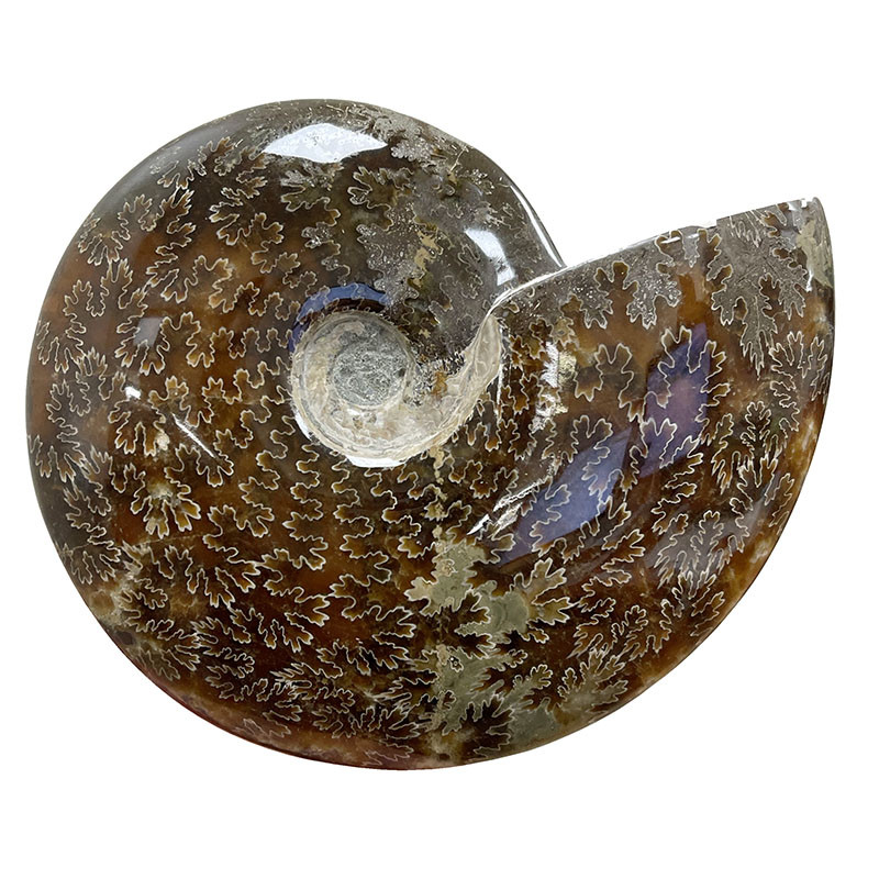 Ammonite cleoniceras  - Madagascar - Pièce unique - 202104_05