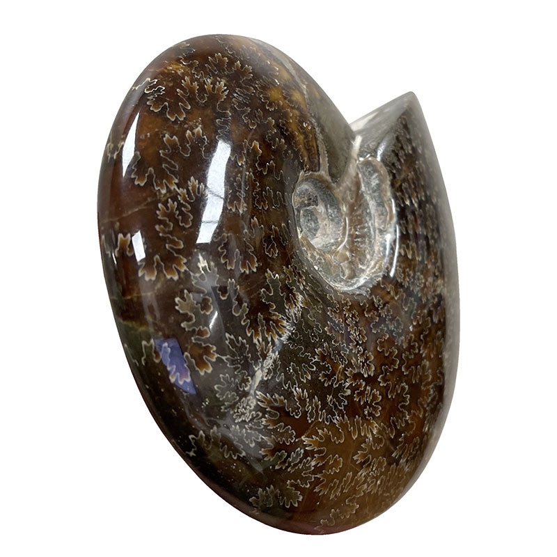 Ammonite cleoniceras  - Madagascar - Pièce unique - 202104_06