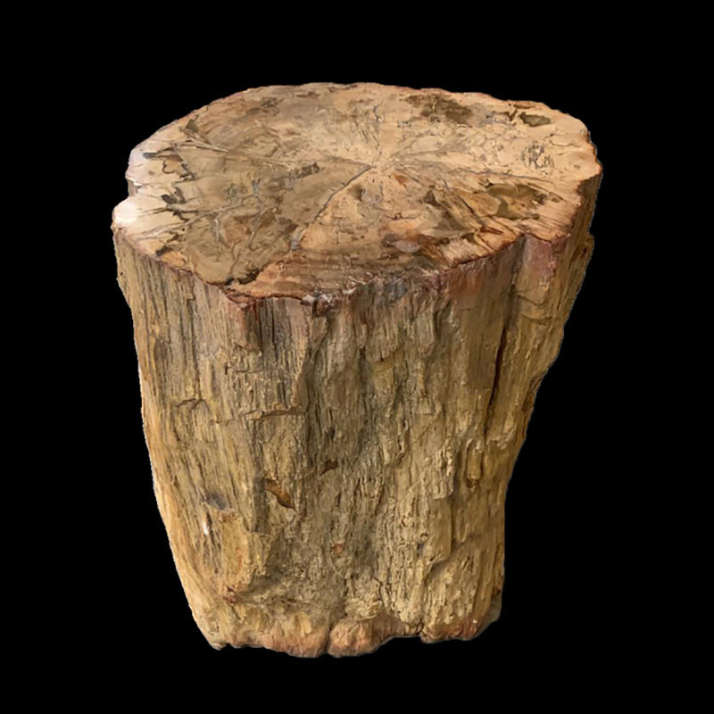 Tronc Bois fossile - Madagascar - Pièce unique - 202203_61