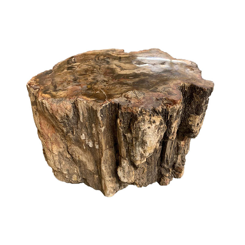 Tronc Bois fossile - Madagascar - Pièce unique - 202203_64