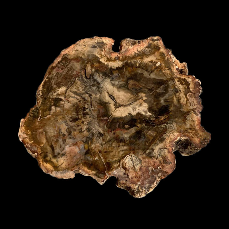 Tronc Bois fossile - Madagascar - Pièce unique - 202203_64