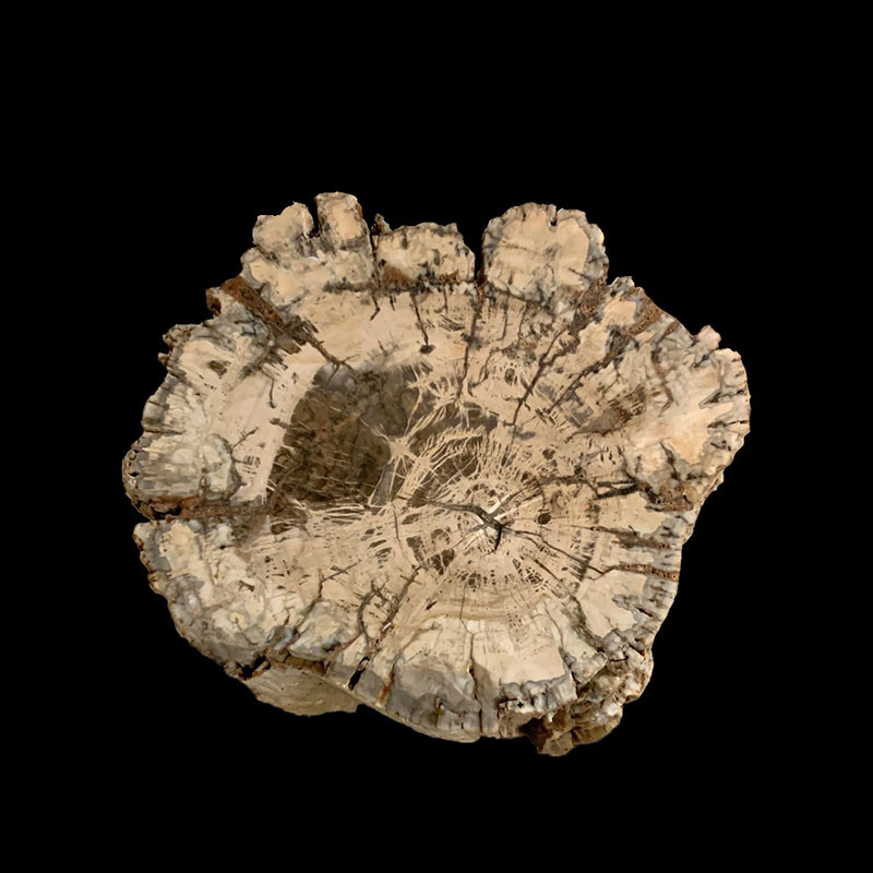 Bois fossile - Madagascar - la pièce