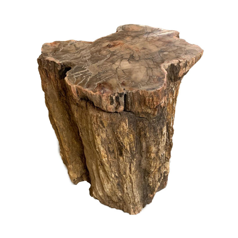 Bois fossile - Madagascar - la pièce