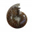 Ammonite fougère bouche - Pièce unique - 202208_06