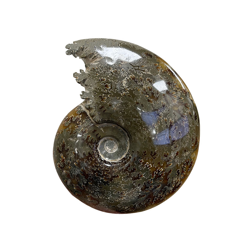 Ammonite fougère bouche - Pièce unique - 202208_06