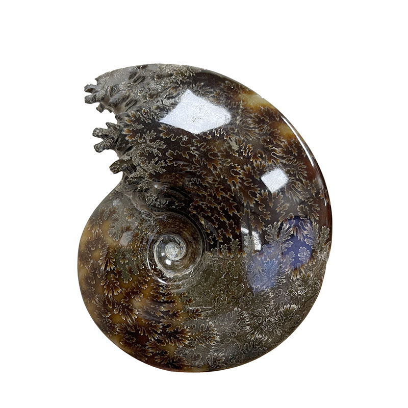Ammonite fougère bouche - Pièce unique - 202208_07