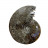 Ammonite fougère bouche - Pièce unique - 202208_07