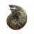 Ammonite fougère bouche - Pièce unique - 202208_08