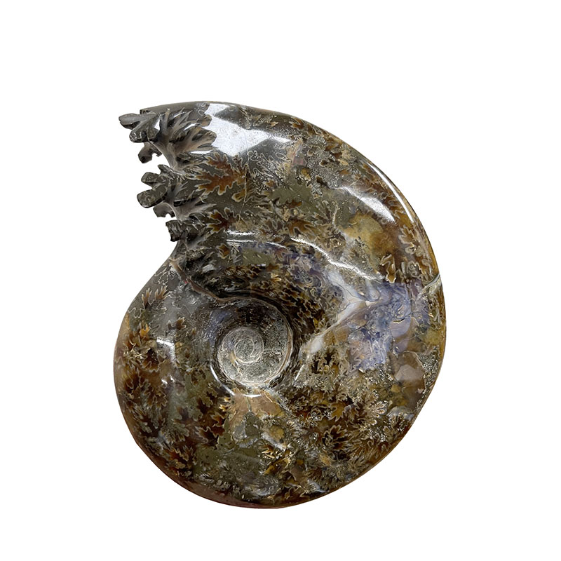 Ammonite fougère bouche - Pièce unique - 202208_10