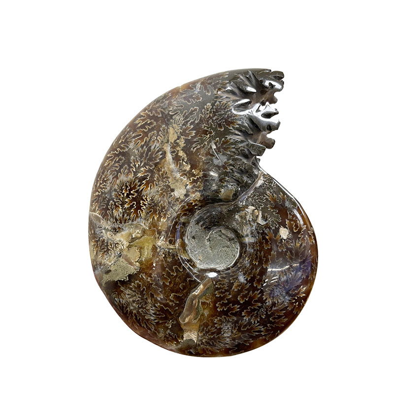Ammonite fougère bouche - Pièce unique - 202208_10