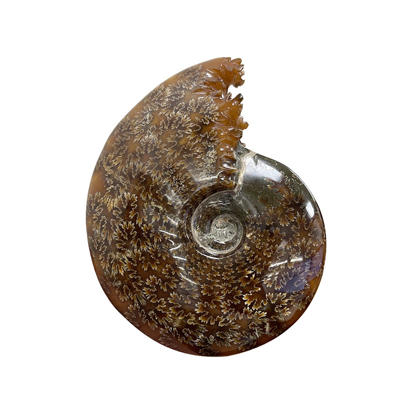 Ammonite fougère bouche - Pièce unique - 202208_11