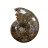 Ammonite fougère bouche - Pièce unique - 202208_11