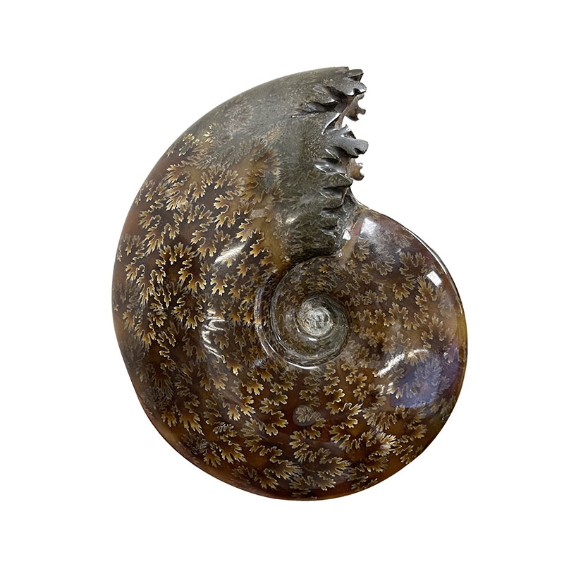 Ammonite fougère bouche - Pièce unique - 202208_12