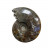 Ammonite fougère bouche - Pièce unique - 202208_12