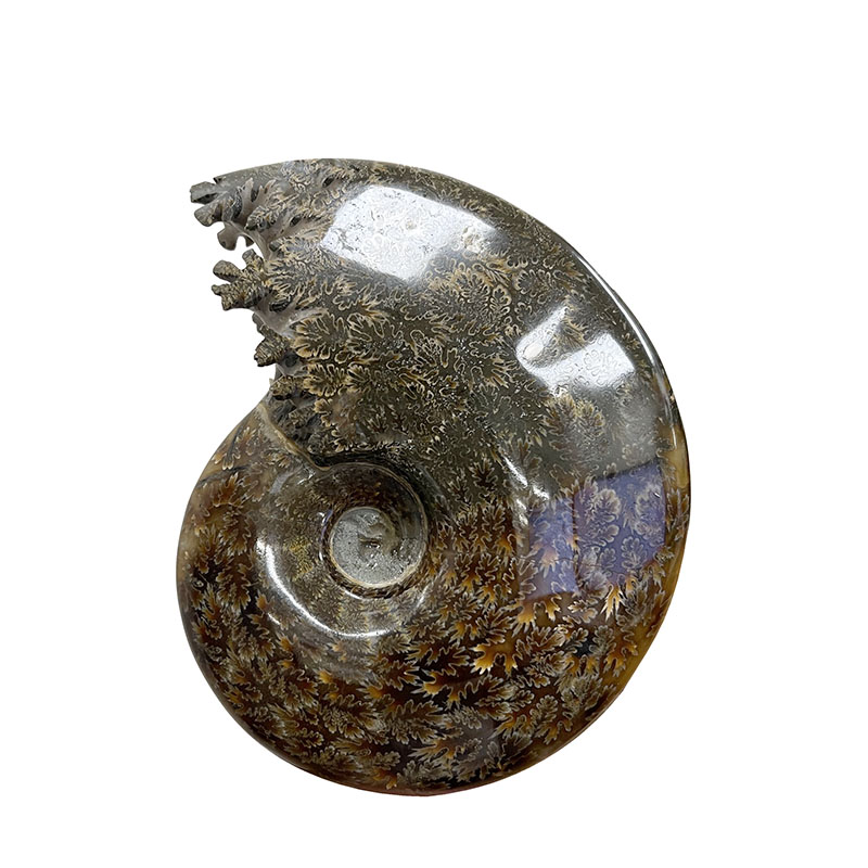 Ammonite fougère bouche - Pièce unique - 202208_13