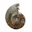 Ammonite fougère bouche - la pièce