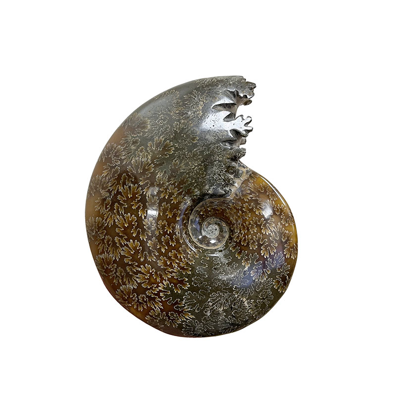 Ammonite fougère bouche - Pièce unique - 202208_14