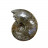 Ammonite fougère bouche - Pièce unique - 202208_14
