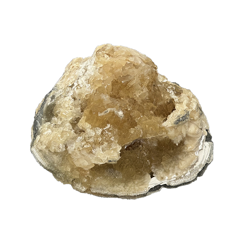 Fossile Clams sur Calcite - Pièce unique - 202304_43