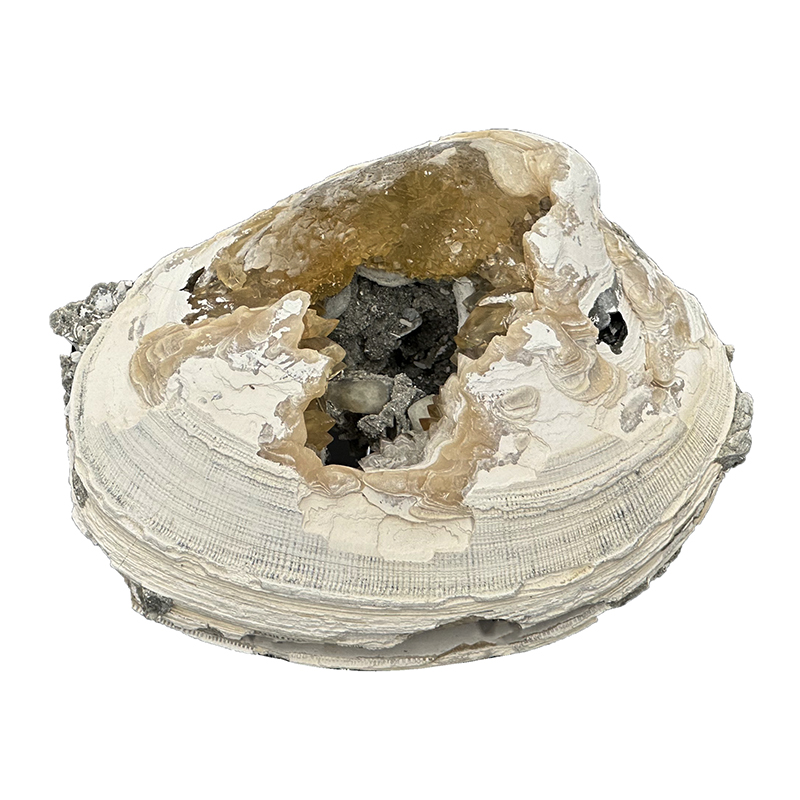 Fossile Clams sur Calcite - Pièce unique - 202304_44