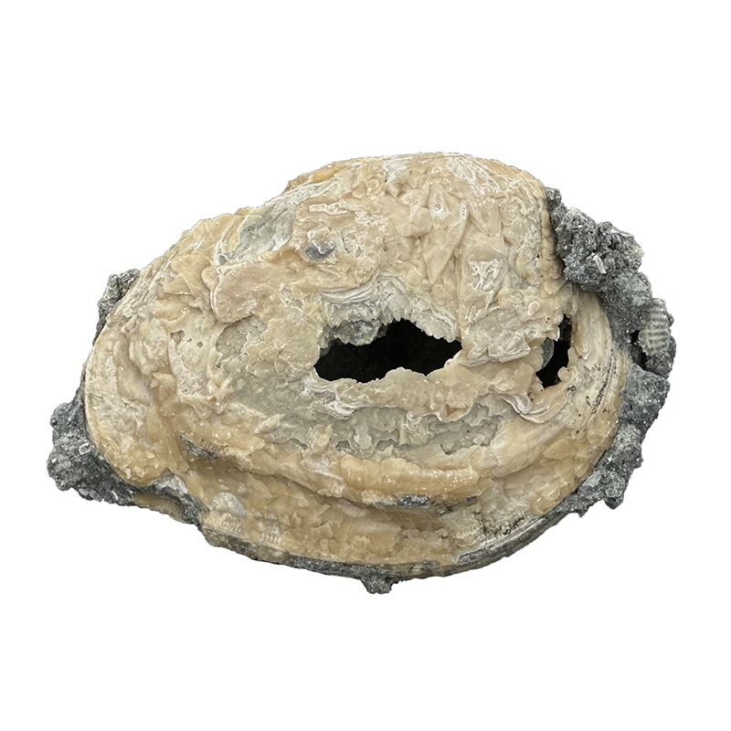 Fossile Clams sur Calcite - Pièce unique - 202304_46