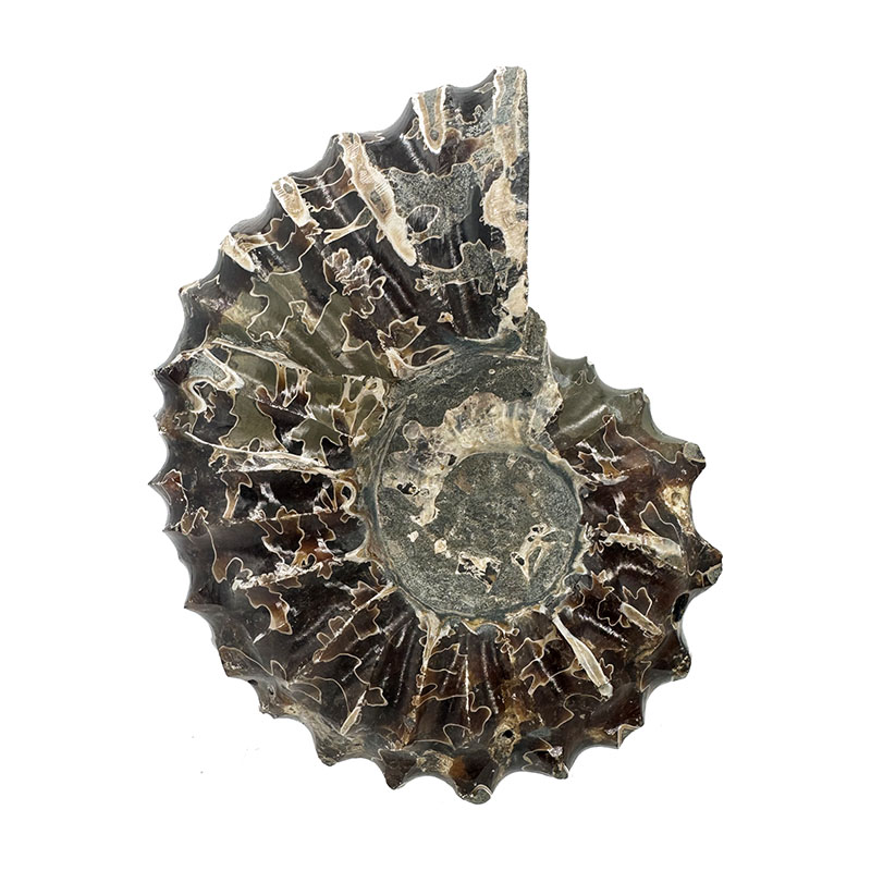 Ammonite tracteur - Madagascar - Pièce unique - 202307_01