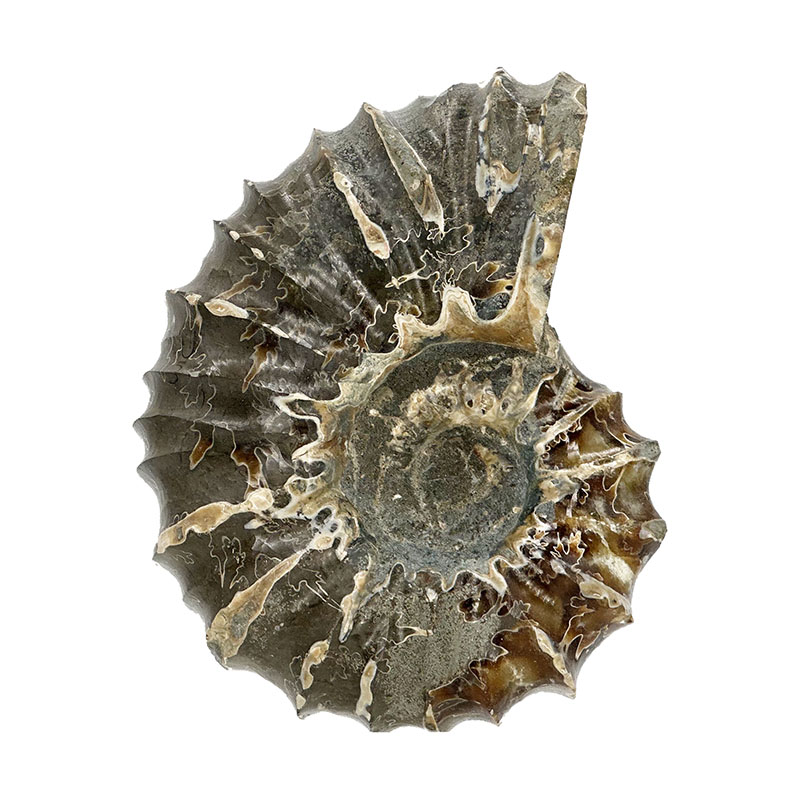 Ammonite tracteur - Madagascar - Pièce unique - 202307_03