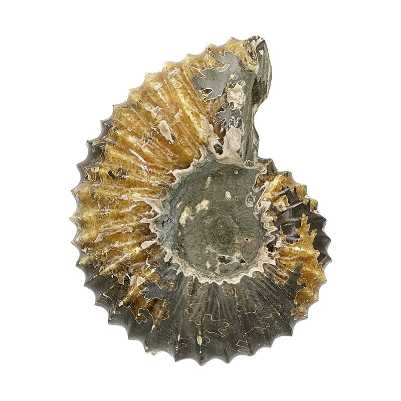 Ammonite tracteur - Madagascar - Pièce unique - 202307_06
