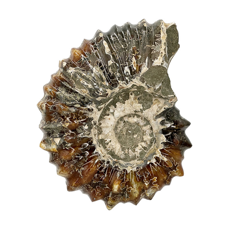 Ammonite tracteur - Madagascar - Pièce unique - 202307_07