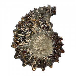 Ammonite tracteur - Madagascar - Pièce unique - 202307_08