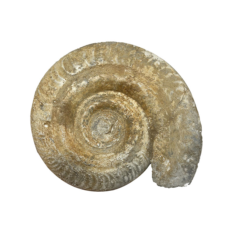 Ammonite de l'étage TOARCIEN - Pièce unique - 202401_01