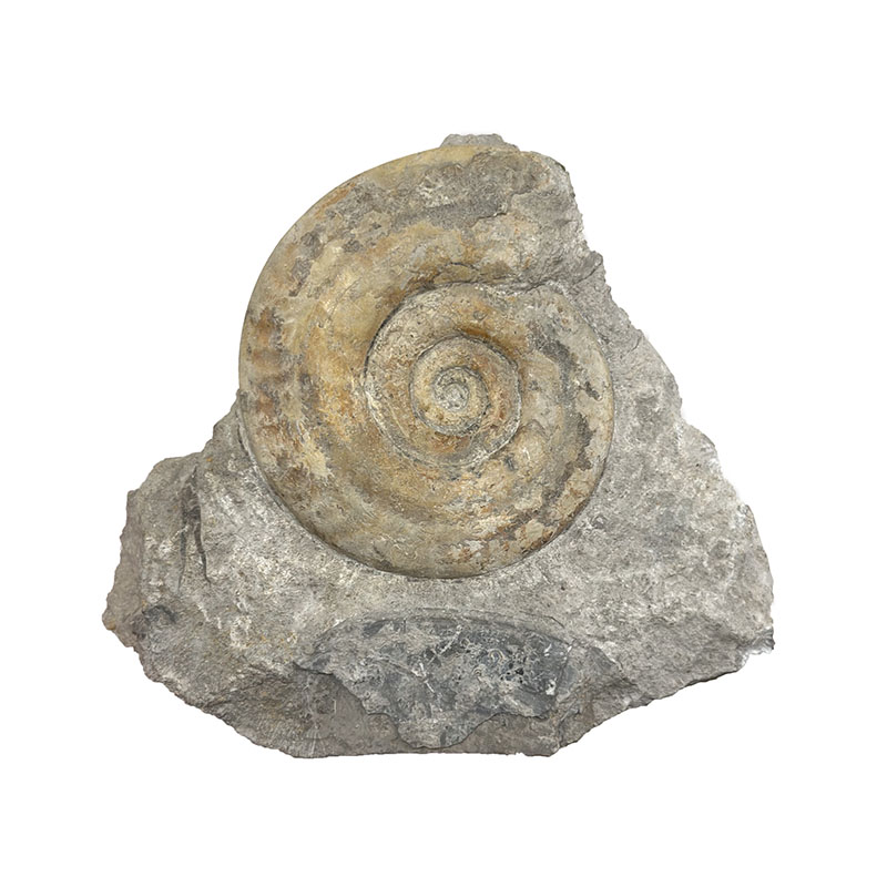 Ammonite de l'étage TOARCIEN - Pièce unique - 202401_02