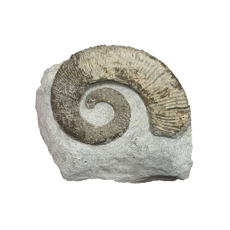Ammonite de l'étage TOARCIEN - Pièce unique - 202401_03