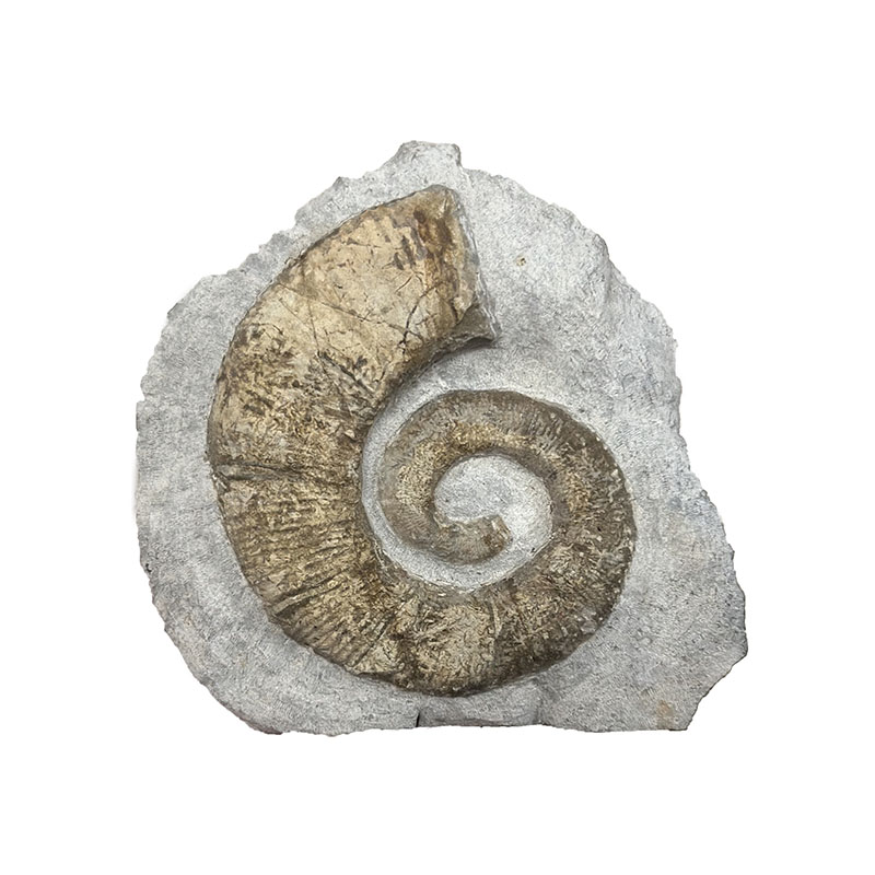 Ammonite de l'étage TOARCIEN - Pièce unique - 202401_04