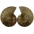 Ammonite polie - Madagascar - Pièce unique - 202411_71