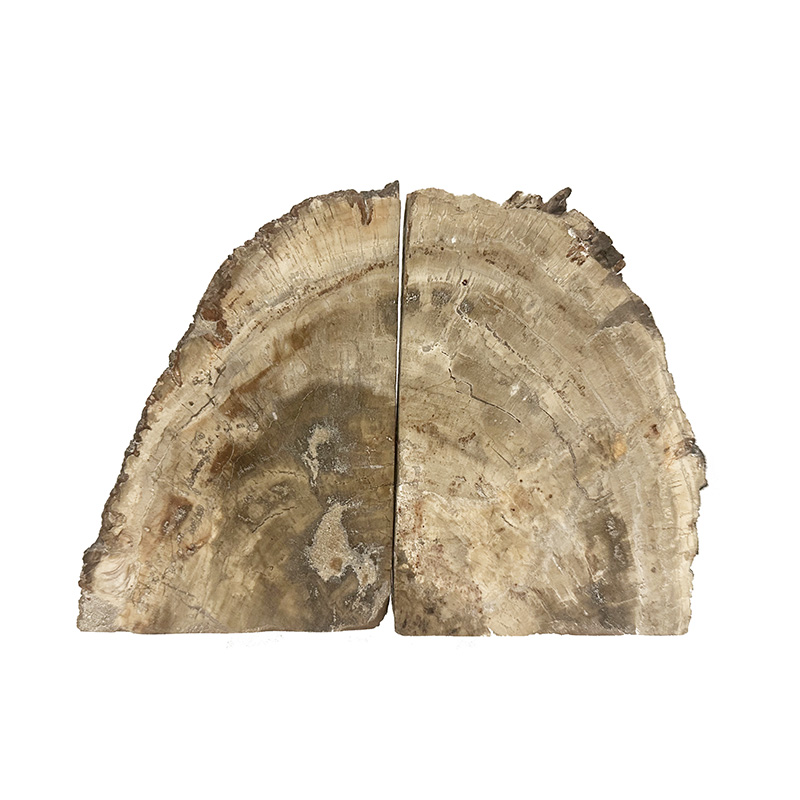 Serre livre bois fossile - Pièce unique - 202502_214