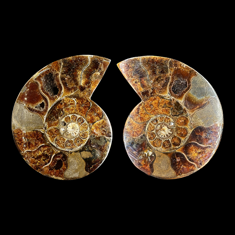 Paire d'Ammonite - Pièce unique - 202508_172