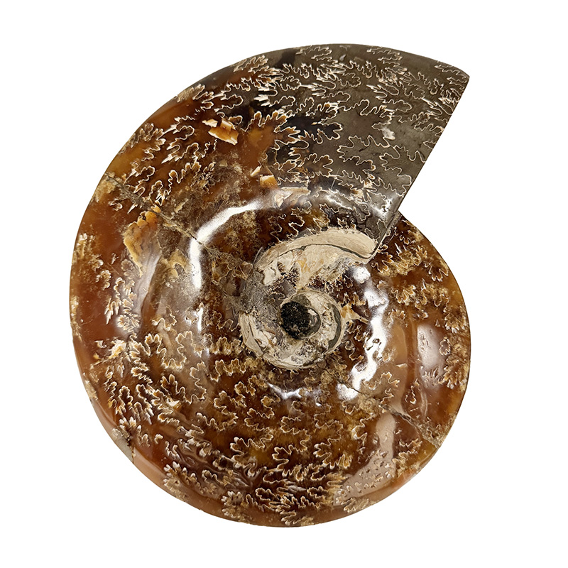 Ammonite polie - Madagascar - Pièce unique - 202604_217