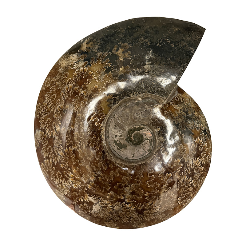 Ammonite polie - Madagascar - Pièce unique - 202604_218