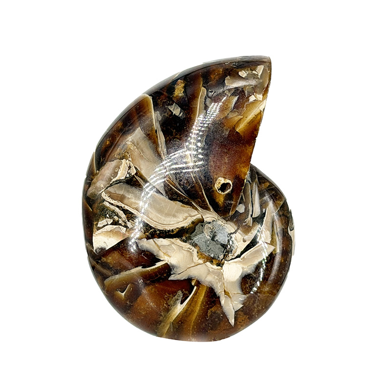 Nautile tout poli  - Pièce unique - 202604_94