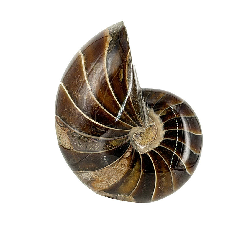 Nautile tout poli  - Pièce unique - 202604_97