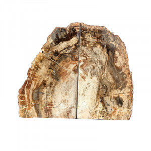 Serre livre bois fossile - Pièce unique - 202608_76