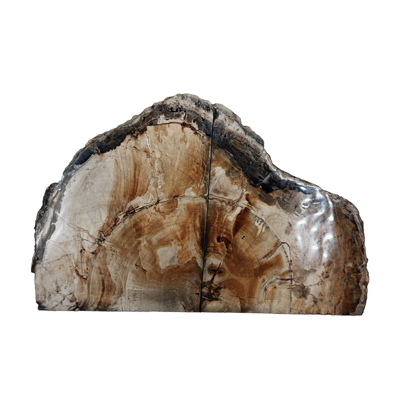 Serre livre bois fossile - Pièce unique - 202608_78
