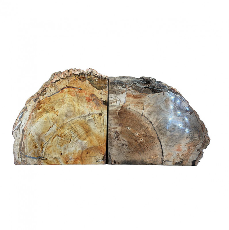 Serre livre bois fossile - Pièce unique - 202608_79